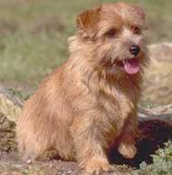 https://images.dog.ceo/breeds/terrier-norfolk/n02094114_2206.jpg