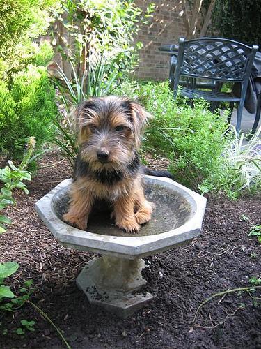 https://images.dog.ceo/breeds/terrier-norfolk/n02094114_2211.jpg