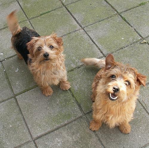 https://images.dog.ceo/breeds/terrier-norfolk/n02094114_2245.jpg