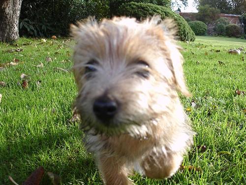 https://images.dog.ceo/breeds/terrier-norfolk/n02094114_2449.jpg