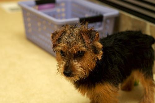 https://images.dog.ceo/breeds/terrier-norfolk/n02094114_252.jpg