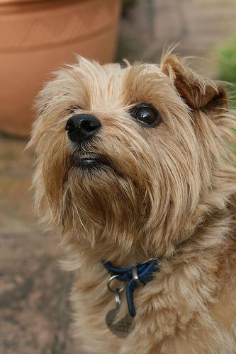 https://images.dog.ceo/breeds/terrier-norfolk/n02094114_2526.jpg