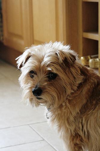 https://images.dog.ceo/breeds/terrier-norfolk/n02094114_2537.jpg