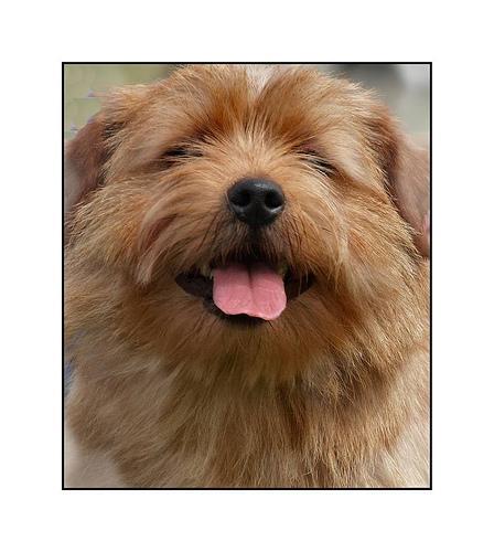 https://images.dog.ceo/breeds/terrier-norfolk/n02094114_2573.jpg