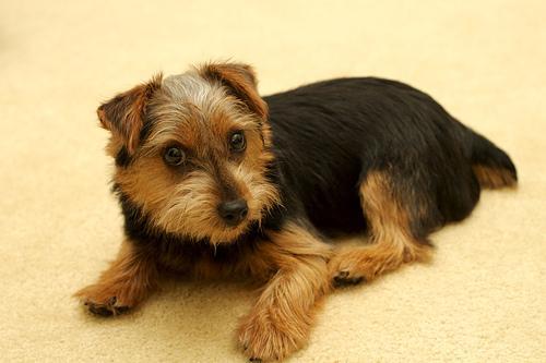 https://images.dog.ceo/breeds/terrier-norfolk/n02094114_2625.jpg