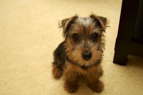 https://images.dog.ceo/breeds/terrier-norfolk/n02094114_2691.jpg