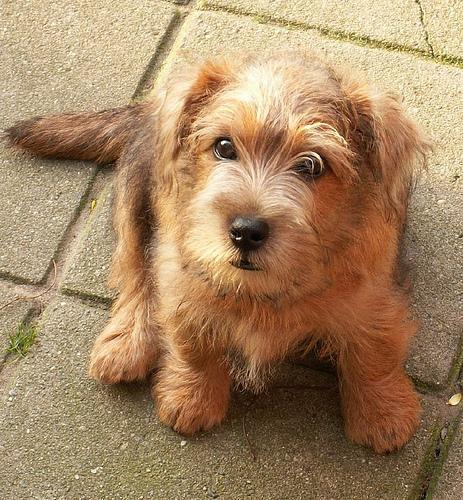 https://images.dog.ceo/breeds/terrier-norfolk/n02094114_2779.jpg