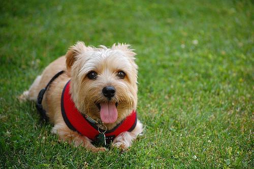 https://images.dog.ceo/breeds/terrier-norfolk/n02094114_2785.jpg