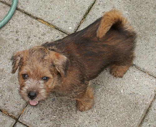 https://images.dog.ceo/breeds/terrier-norfolk/n02094114_2823.jpg