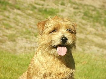 https://images.dog.ceo/breeds/terrier-norfolk/n02094114_2923.jpg