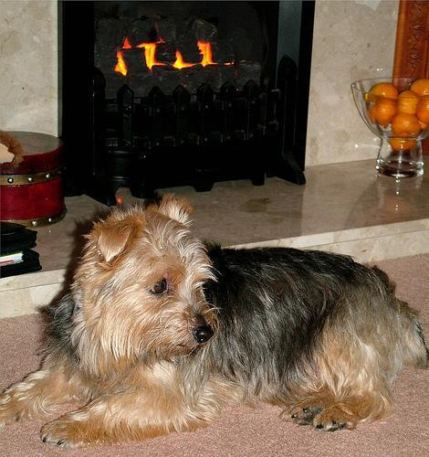 https://images.dog.ceo/breeds/terrier-norfolk/n02094114_2955.jpg