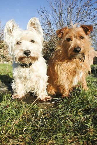 https://images.dog.ceo/breeds/terrier-norfolk/n02094114_297.jpg