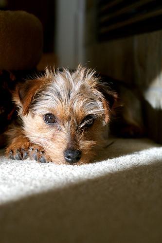 https://images.dog.ceo/breeds/terrier-norfolk/n02094114_3036.jpg