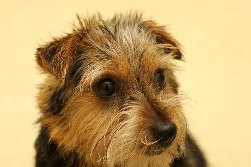 https://images.dog.ceo/breeds/terrier-norfolk/n02094114_3130.jpg