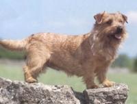 https://images.dog.ceo/breeds/terrier-norfolk/n02094114_3177.jpg