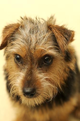 https://images.dog.ceo/breeds/terrier-norfolk/n02094114_3458.jpg