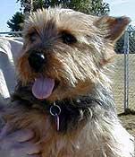 https://images.dog.ceo/breeds/terrier-norfolk/n02094114_346.jpg