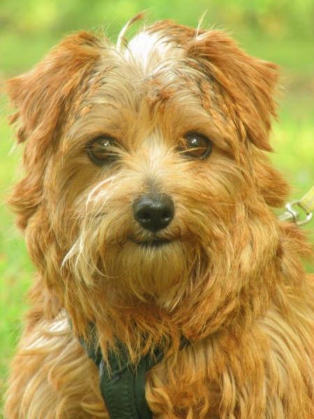 https://images.dog.ceo/breeds/terrier-norfolk/n02094114_348.jpg