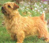 https://images.dog.ceo/breeds/terrier-norfolk/n02094114_3864.jpg