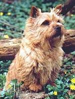 https://images.dog.ceo/breeds/terrier-norfolk/n02094114_3890.jpg