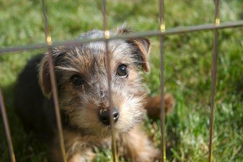 https://images.dog.ceo/breeds/terrier-norfolk/n02094114_3920.jpg