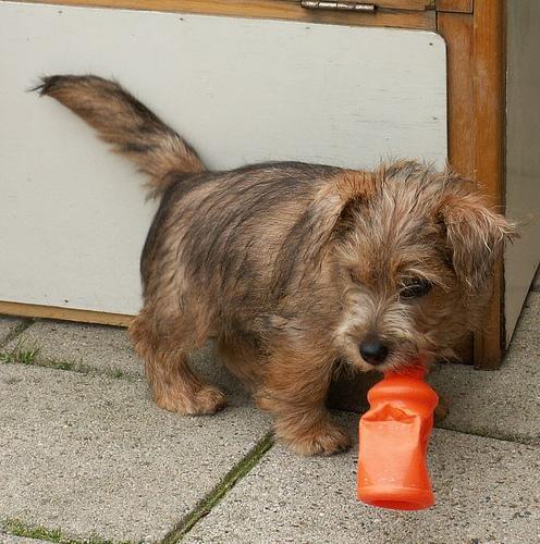 https://images.dog.ceo/breeds/terrier-norfolk/n02094114_3928.jpg