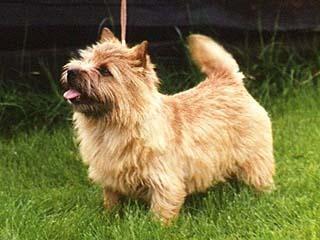 https://images.dog.ceo/breeds/terrier-norfolk/n02094114_4127.jpg