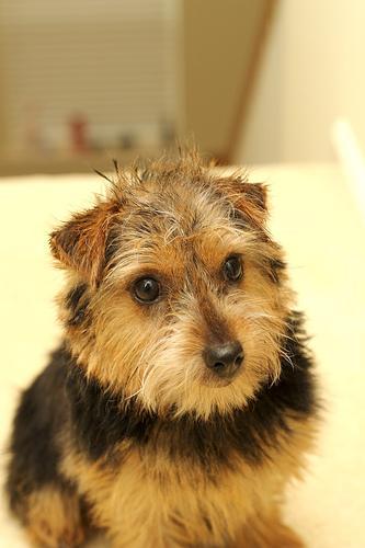 https://images.dog.ceo/breeds/terrier-norfolk/n02094114_4142.jpg