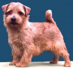 https://images.dog.ceo/breeds/terrier-norfolk/n02094114_4294.jpg