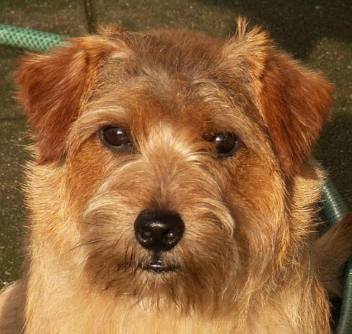 https://images.dog.ceo/breeds/terrier-norfolk/n02094114_4506.jpg