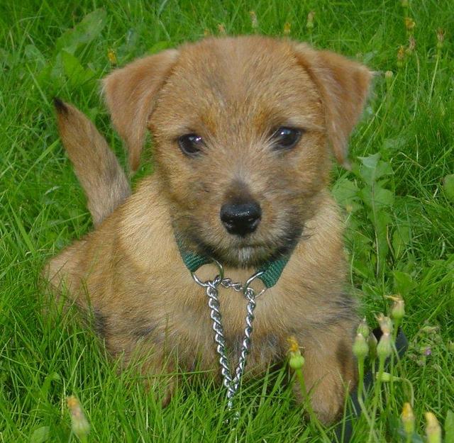 https://images.dog.ceo/breeds/terrier-norfolk/n02094114_487.jpg