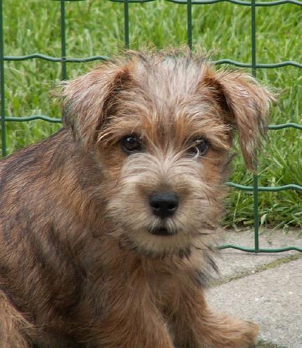 https://images.dog.ceo/breeds/terrier-norfolk/n02094114_496.jpg