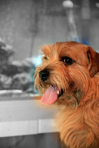 https://images.dog.ceo/breeds/terrier-norfolk/n02094114_550.jpg