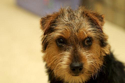 https://images.dog.ceo/breeds/terrier-norfolk/n02094114_787.jpg