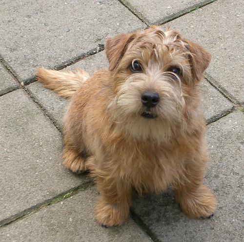 https://images.dog.ceo/breeds/terrier-norfolk/n02094114_815.jpg