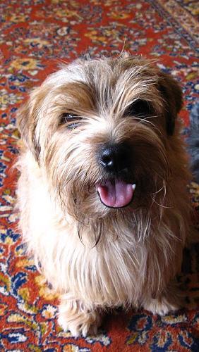 https://images.dog.ceo/breeds/terrier-norfolk/n02094114_907.jpg