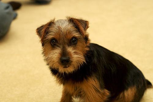 https://images.dog.ceo/breeds/terrier-norfolk/n02094114_986.jpg