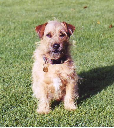 https://images.dog.ceo/breeds/terrier-norfolk/n02094114_99.jpg