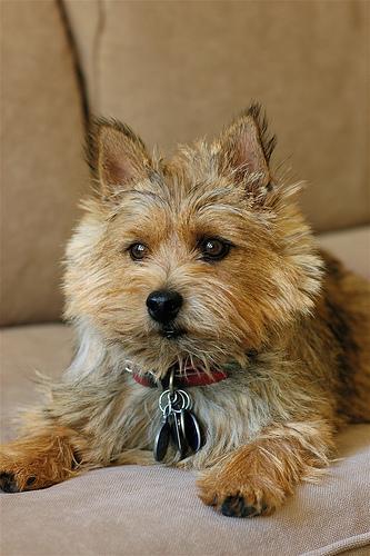 https://images.dog.ceo/breeds/terrier-norwich/n02094258_103.jpg