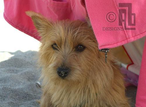 https://images.dog.ceo/breeds/terrier-norwich/n02094258_1065.jpg