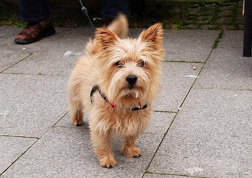 https://images.dog.ceo/breeds/terrier-norwich/n02094258_1340.jpg