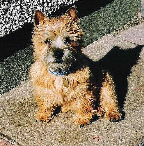 https://images.dog.ceo/breeds/terrier-norwich/n02094258_1368.jpg