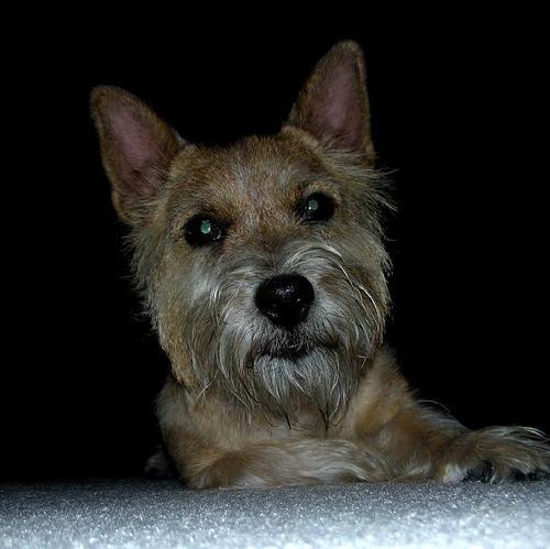 https://images.dog.ceo/breeds/terrier-norwich/n02094258_1404.jpg