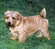 https://images.dog.ceo/breeds/terrier-norwich/n02094258_1407.jpg