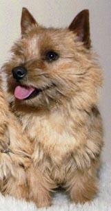 https://images.dog.ceo/breeds/terrier-norwich/n02094258_146.jpg