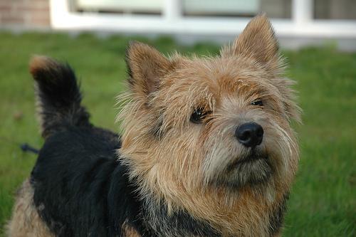 https://images.dog.ceo/breeds/terrier-norwich/n02094258_1594.jpg