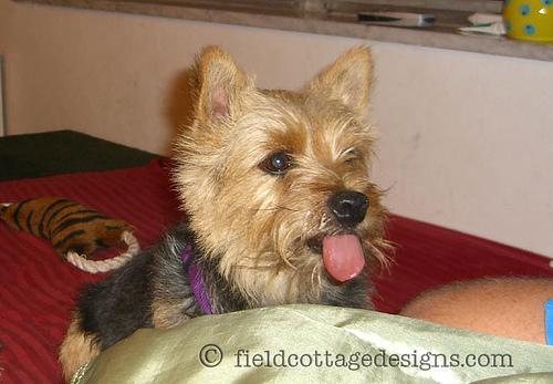 https://images.dog.ceo/breeds/terrier-norwich/n02094258_1678.jpg