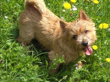 https://images.dog.ceo/breeds/terrier-norwich/n02094258_1825.jpg