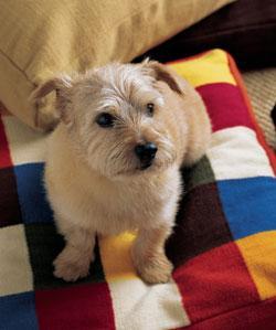 https://images.dog.ceo/breeds/terrier-norwich/n02094258_1862.jpg