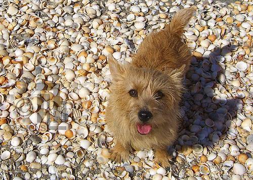 https://images.dog.ceo/breeds/terrier-norwich/n02094258_2312.jpg